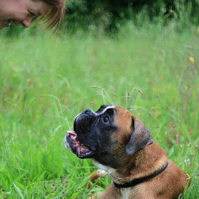 Koristi skrbništva psa