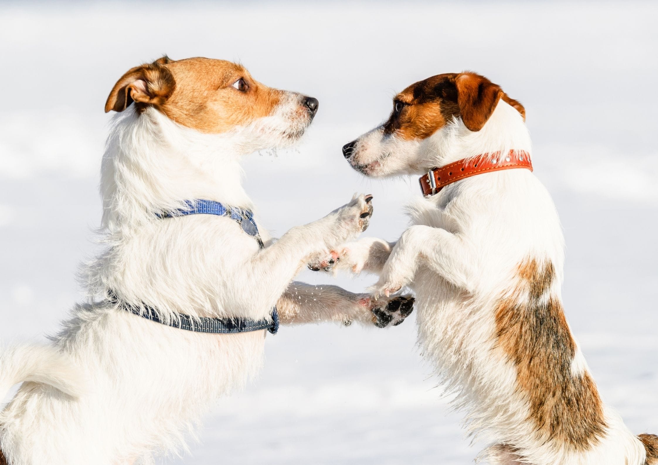 Vlečenje na povodcu ovratnica ali oprsnica