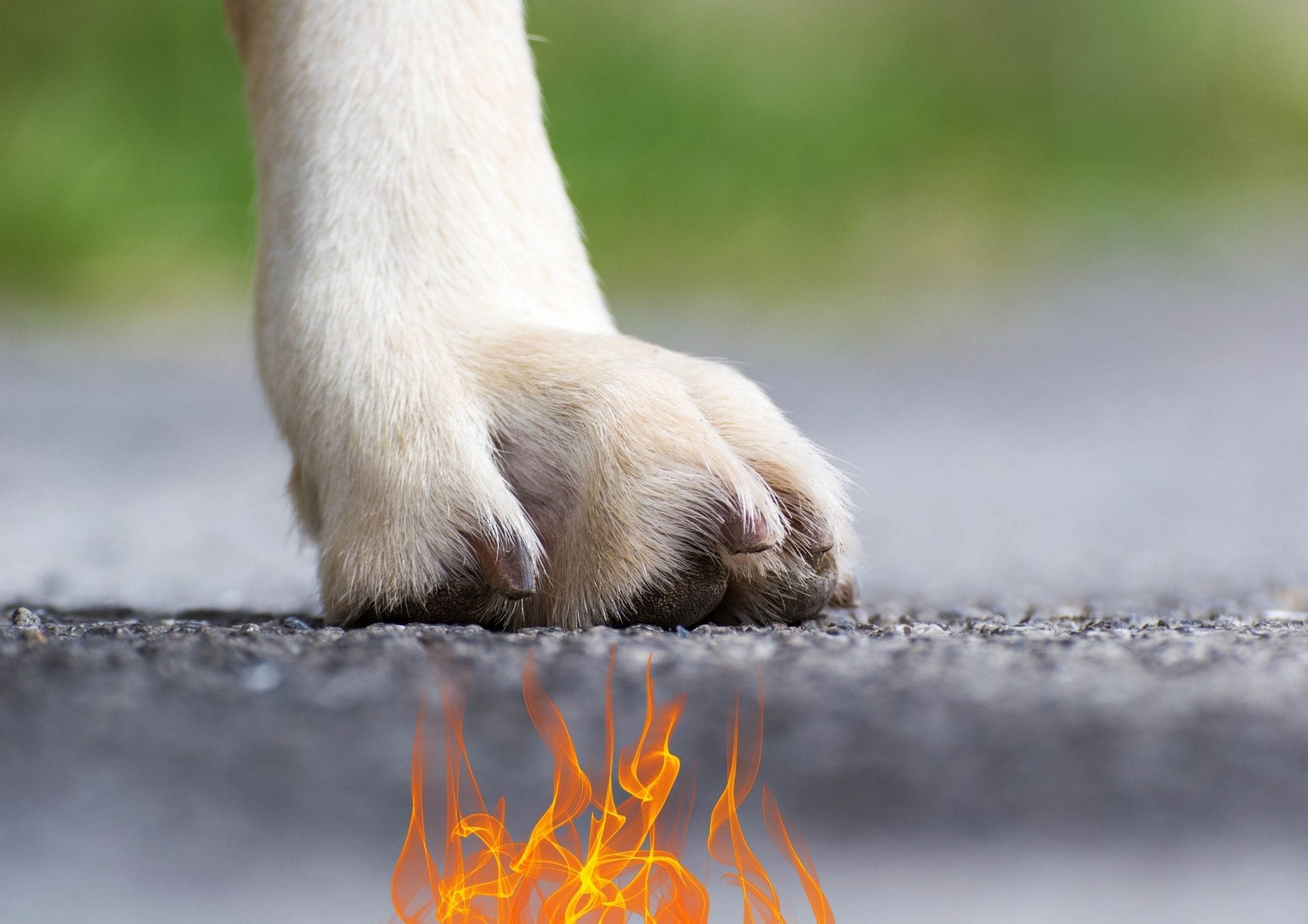 Pasja tačke in vroč asfalt