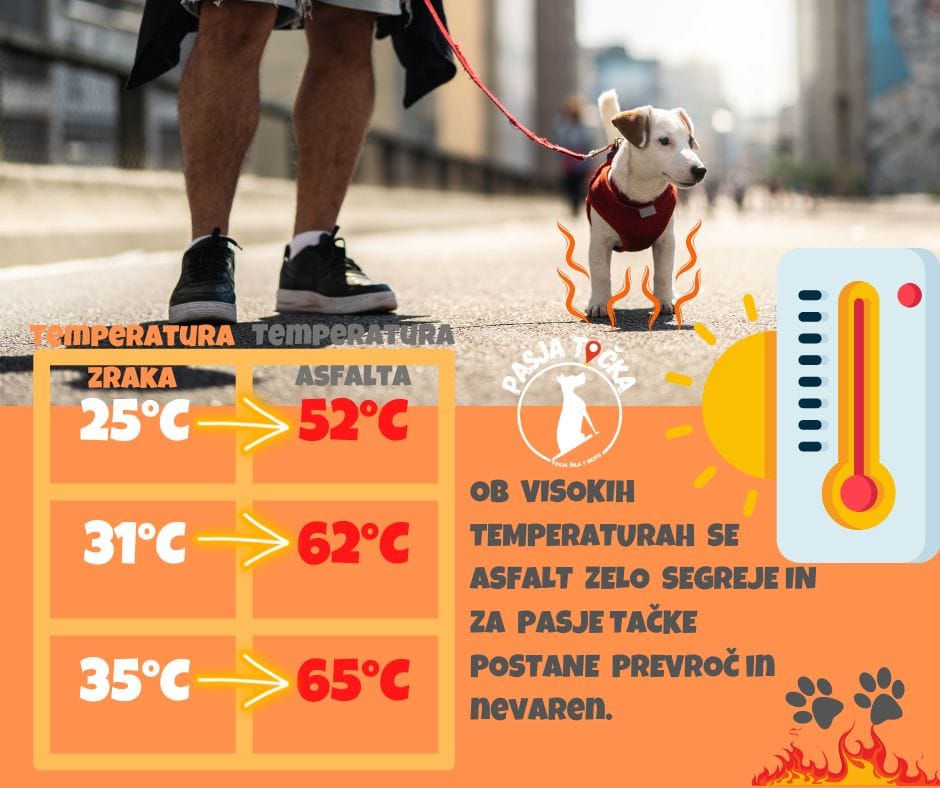 Vroč asfalt in pasje tačke