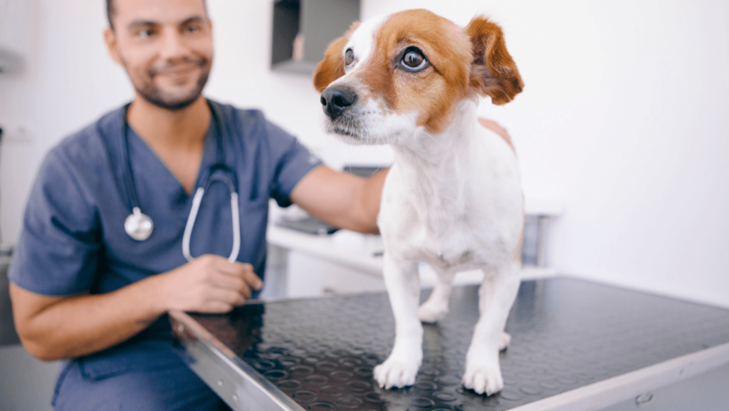 Pes pri veterinarju