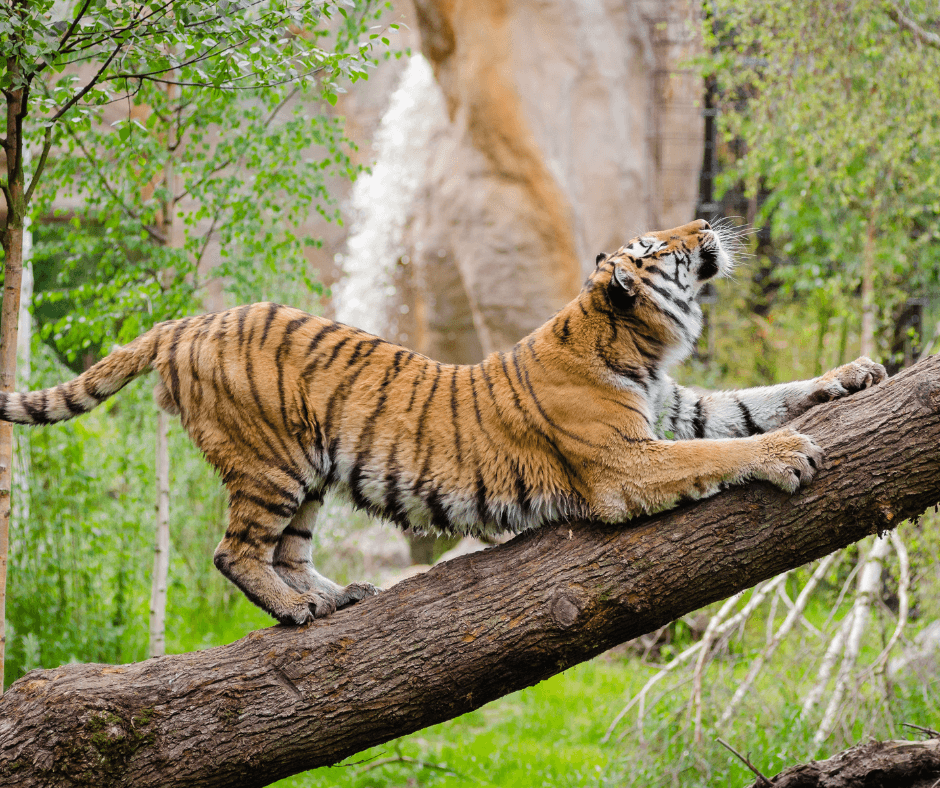 Tiger v ujetništvu